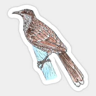 Little Wattlebird Sticker